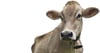 Die großen Ohren der Kühe müssen bisweilen großen Lärm der Glocken aushalten. Radikale Tierschützer sprechen von Tierquälerei.