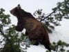 Neue Problembären? Braunbären ziehen durch Alpen