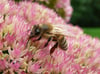 Fetthenne (Sedum)
