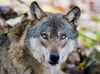 ARCHIV - ILLUSTRATION - Ein Wolf steht am 29.10.2015 in einem Gehege. Zum mittlerweile neunten Mal seit 2009 ist in Nordrhein-Westfalen ein Wolf nachgewiesen worden. Nach einer Expertenanalyse steht nun fest, dass ein Wolf am 30. März in Borchen im Kr