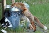 
In Emmingen-Liptingen und anderen Gemeinden leben Füchse in Wohngebieten. Nahrung suchen sich die Tiere zum Beispiel in Mülleimern oder auf dem Kompost.
