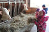 Auch die Ziegen auf Paschkes Bio-Bauernhof freuten sich über den Besuch der Kinder.
