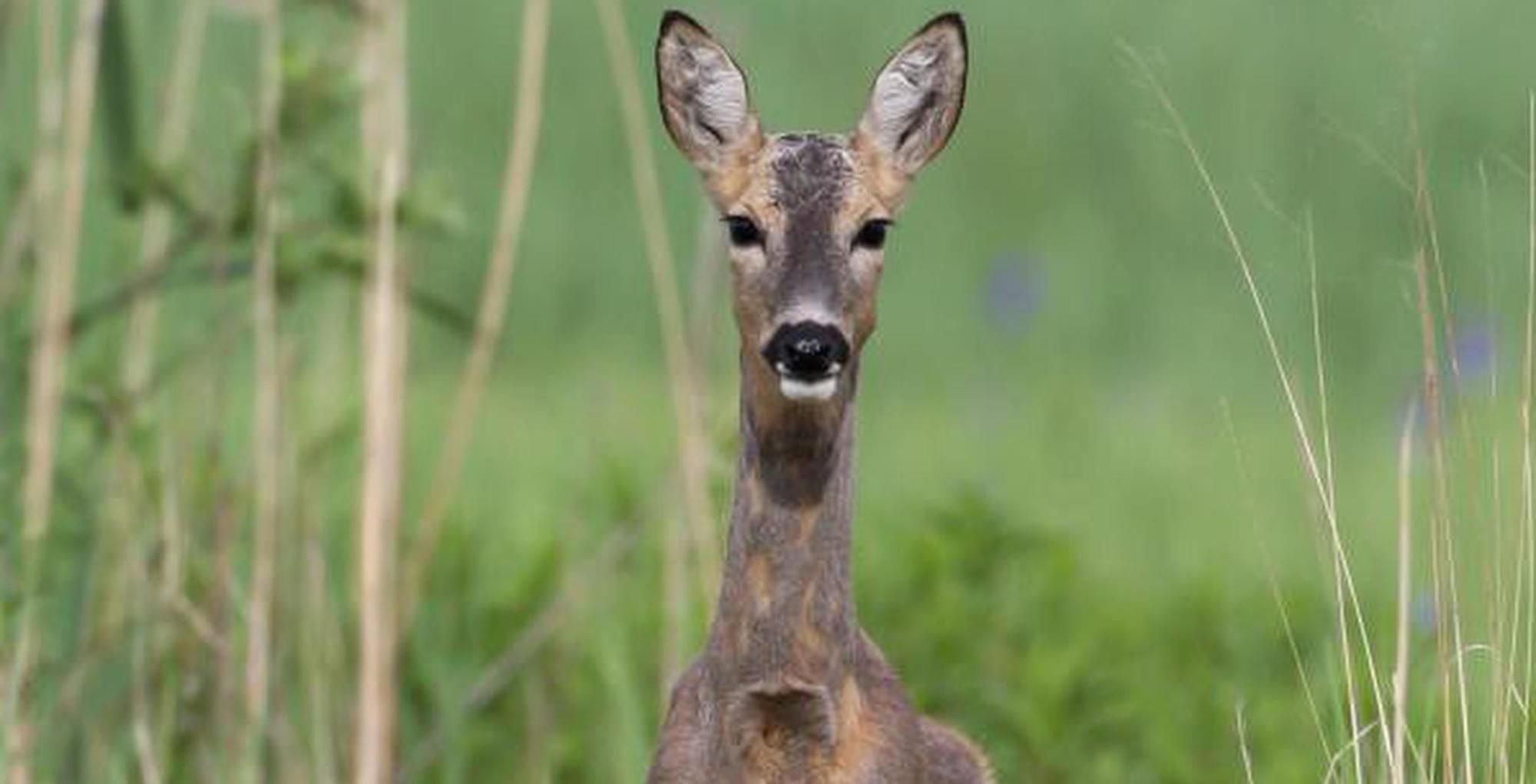 Reh-Ausstellung Im Naturschutzzentrum Eriskirch