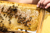 Die Gefahr bei Mittelwänden aus gepanschtem Wachs besteht unter anderem darin, dass sich die frisch geschlüpften Bienen aus den gummiartigen Waben nicht befreien können und sterben.