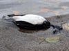 Die wichtigsten Infos zu den Vogelgrippe-Fällen am Bodensee
