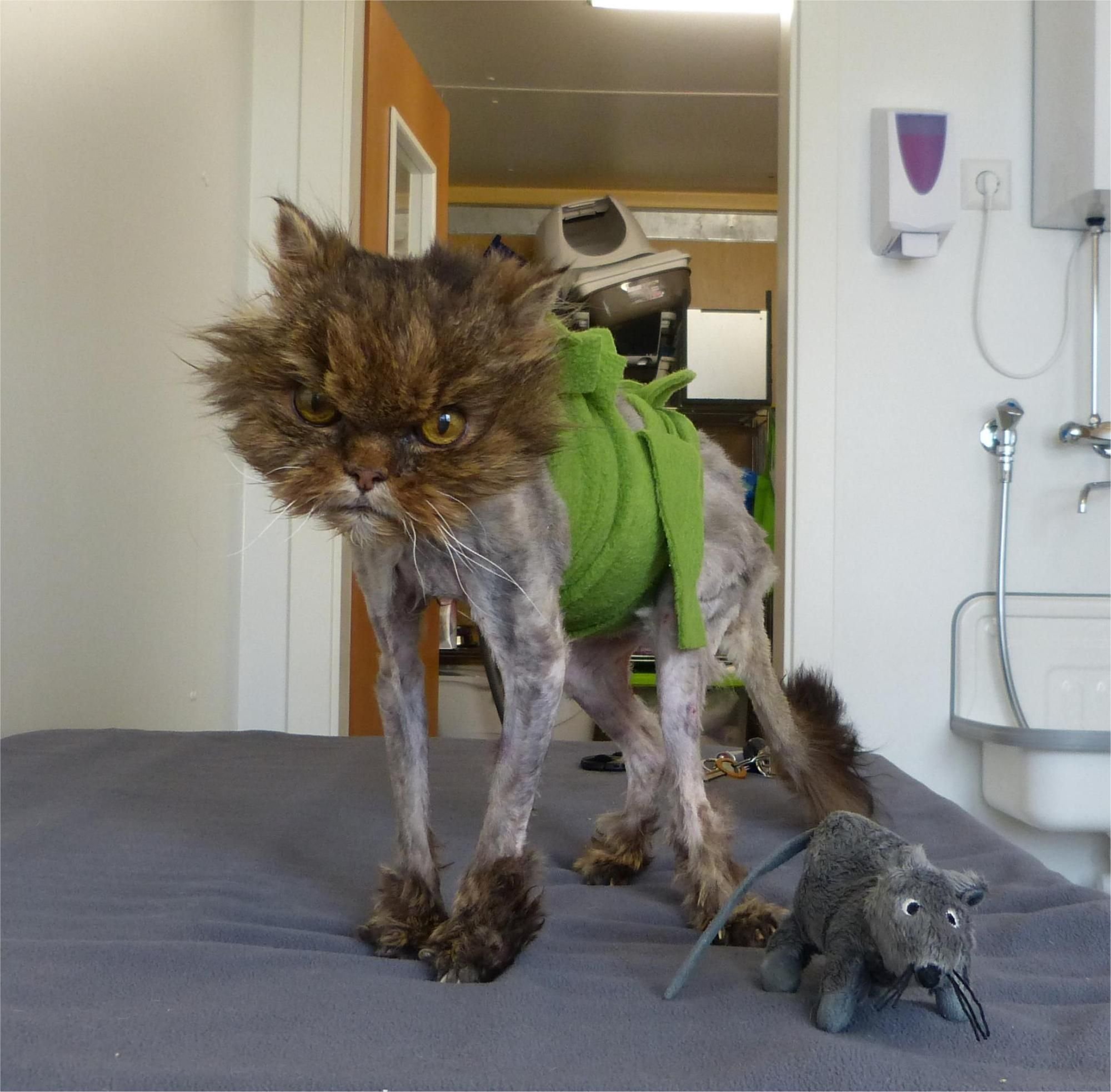 Tierschützer retten verwahrloste Katzen