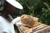 Eine Biene produziert in ihrem Leben einen Teelöffel Honig. Tausende der kleinen Tiere leben in Thomas Hausers Bienenstock. 