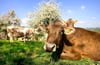Kühe auf der Weide sind jetzt schon nur noch die Ausnahme. Wenn die Milchquote am 1. April fällt, dann lohnt sich der kleinbäuerliche Betrieb immer weniger, befürchten viele Bauern und Experten.