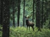 König nur weniger Wälder: Verlassen Hirsche in Baden-Württemberg ihre Rotwildgebiete, müssen sie getötet werden. 