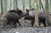 Die rasant steigende Zahl der Wildschweine in Bayern löst Besorgnis im Agrarministerium aus.