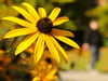 Staudensonnenhut (Rudbeckia)
