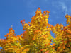 Spitzahorn (Acer platanoides)