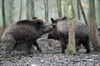 Die Wildschweine bleiben für die Jäger ein Problem: Nach der Erlegung von 81 Tieren bei einer Drückjagd droht nun ein Gerichtsprozess.