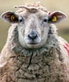 Es stiehlt Futter: Wem gehört das wilde Schaf bei Machtolsheim?
