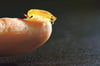 
Der „Große Höckerflohkrebs“ (Dikerogammarus villosus) 
