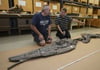 Saurierexperte Rainer Schoch (r.) und Präperator Olaf Maaß knieen vor der neu entdeckten Art eines Fischsaurier (Ichthyosaurier).