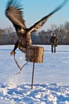 Ein Riesenvogel ist der Akdler, den Falkner Ruchlak neben anderen Vögeln auf den Dreifaltigkeistberg mitbrachte. Nächsten Sonntag ist noch eine Vorführung um 15.30 Uhr.