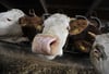 Rinder-TBC im Allgäu weitet sich aus – Bayernweite Tests geplant
