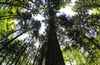 ARCHIV - Bäume sind am 08.05.2012 in einem Wald bei Freiamt (Landkreis Emmendingen) zu sehen. Baden-Württembergs Agrarminister Bonde (Grüne) wird 21.11.2012 über den Zustand der Wälder im Südwesten berichten. Foto: Patrick Seeger dpa/lsw ( zu lsw 