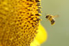 Eine Biene sucht an der Blüte einer Sonnenblume nach Nahrung. Wegen des nasskalten Wetters produzierten die Bienen bisher deutlich weniger Honig als in normalen Jahren.