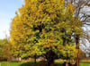 Feldahorn (Acer campestre)