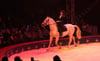  Milena Kretz bei ihrer Pferdedressur – auf dem Bild ist die Manegenumrandung gut zu sehen, über die ein Pferd bei einer anderen Nummer laut Elmar Kretz mit dem rechten Vorderhuf hinweggerutscht ist.