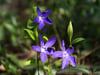 Vinca minor (Kleines Immergrün)