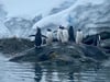Die Tierwelt in der Antarktis, hier Pinguine auf Paradise Harbour, ist einzigartig.