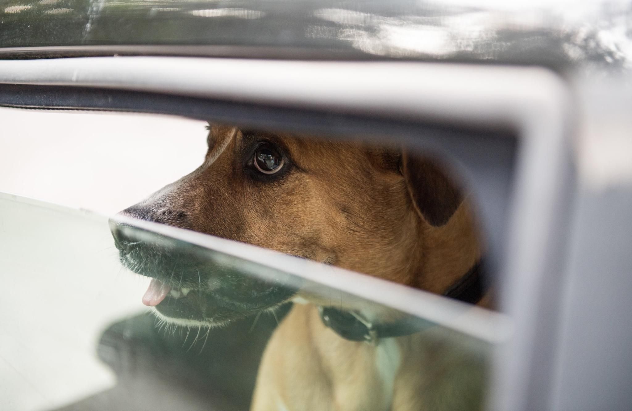 Keine Hunde im Auto zurücklassen: Baden-Württemberg.de