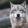 Wolf oder Hund? Nun herrscht Klarheit zum Tierkadaver im Alb-Donau-Kreis