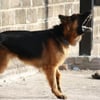Feuerwehr rettet Frau vor ihrem eigenen Hund - Polizei erschießt ihn