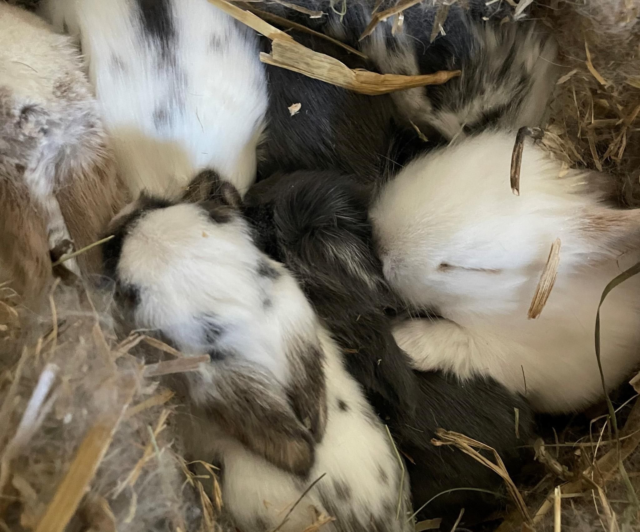 Im Dreherhof gibt’s sieben kleine Osterhasen