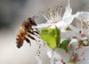 Die Behörden haben in Rietheim-Weilheim den Ausbruch der Amerikanischen Faulbrut bei Bienen festgestellt.