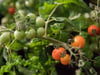 Tomaten