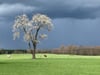 Kühe grasen nach einem Regenguss auf einer Weide in Bayern.