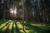 Volle Bodenwasserspeicher: Wälder in Bayern gut gerüstet