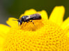 Blühpatenschaften: Jeder kann Wildbienen helfen