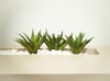 Aloe vera, Flamingo und Co. als Luftfeuchtigkeitsspender