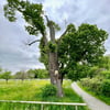 300 Jahre alte Wielandlinde: Hat der Baum doch noch eine Zukunft?