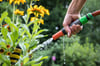 Gemüsepflanzen und Gartenpflanzen brauchen Gießwasser. 