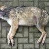 Im Alb-Donau-Kreis wurde möglicherweise ein toter Wolf gefunden