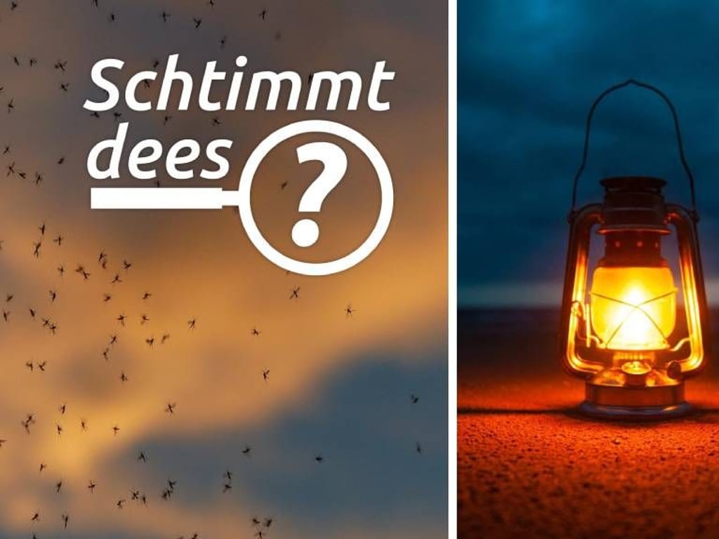 ❌ Stimmt nicht: Mücken werden von Licht angezogen