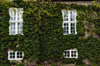 Selbstklimmende Pflanzen die zum Beispiel Efeu für einen wildromantischen Charme an der Fassade.