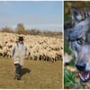 So reagieren Viehhalter in der Region auf den Fund eines toten Wolfes