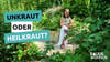 Ein natürlicher Garten hält auch Heilkräuter wie Nachtkerze, Lavendel und Giersch bereit