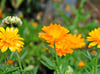 Ringelblume (Calendula officinalis)