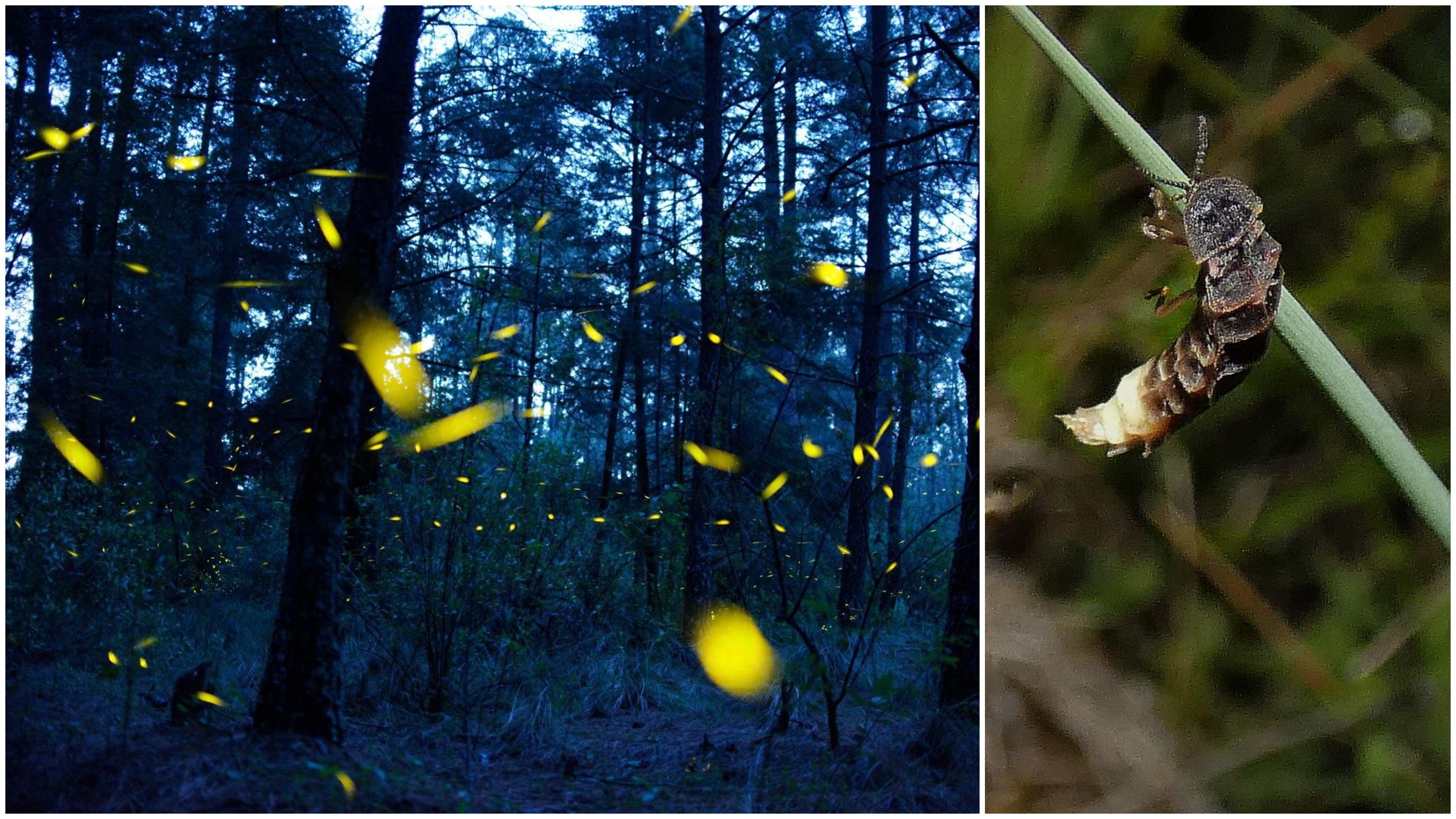 Mystische Glühwürmchen — Kaltes Licht für heiße Affären