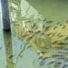 Fischschwärme in Bodenseehäfen: Es geht ums nackte Überleben