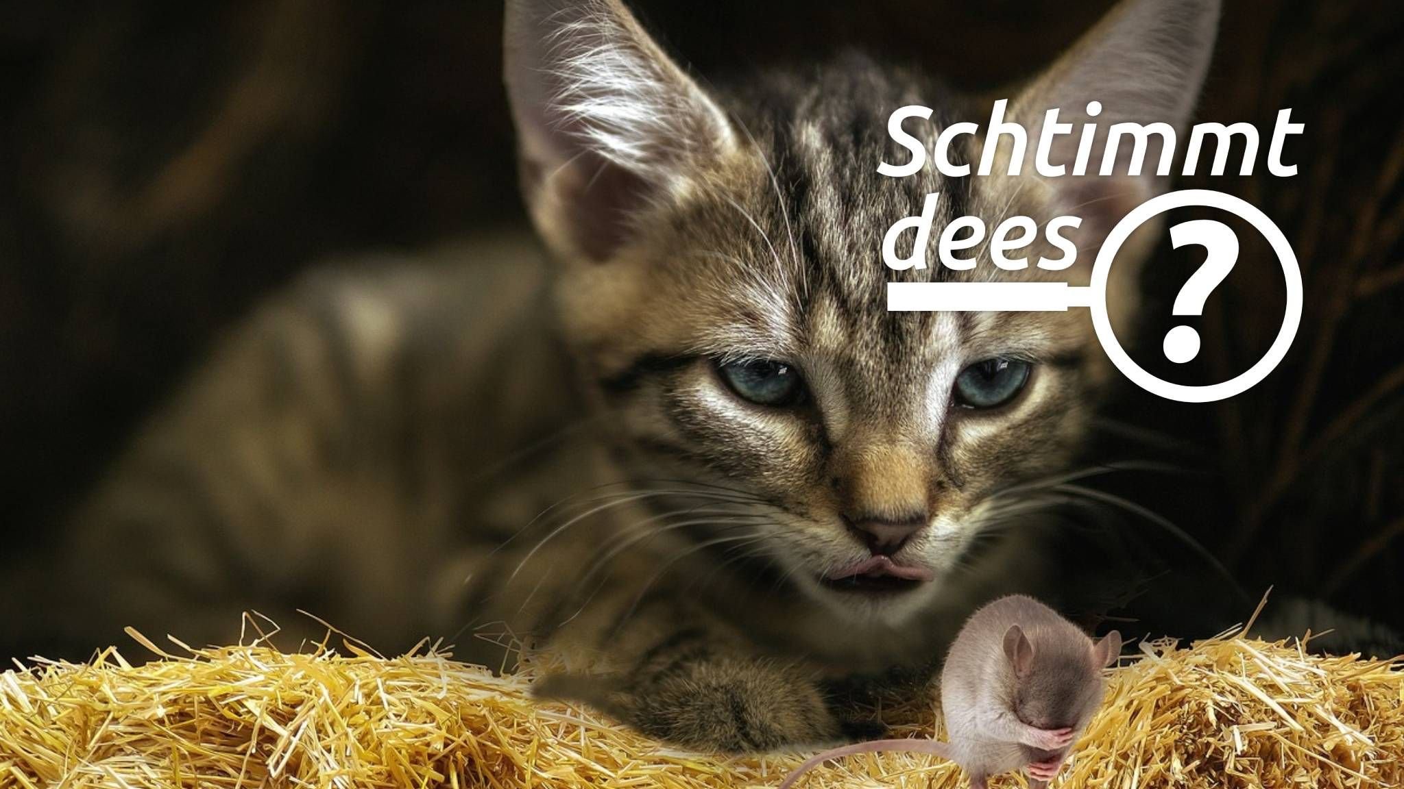 Fressen Katzen Mäuse?