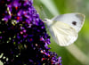 Schmetterlingsstrauch (Buddleja davidii)